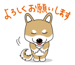 Shiba Inu colon of cute everyday Sticker sticker #6675873