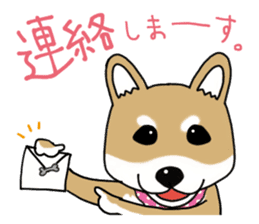 Shiba Inu colon of cute everyday Sticker sticker #6675874
