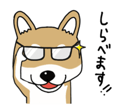 Shiba Inu colon of cute everyday Sticker sticker #6675880