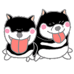 A lot of Japanese midget Shibas