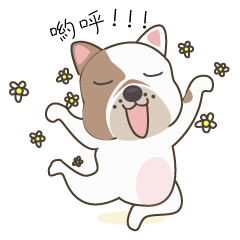 Mr. Dre the English Bulldog (Chinese)