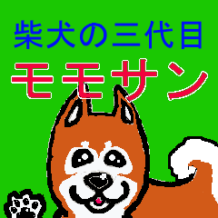 Shiba inu MOMO chan the third  as well!