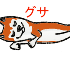 Shiba inu MOMO chan the third  as well! sticker #6679551