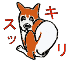 Shiba inu MOMO chan the third  as well! sticker #6679556
