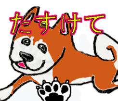 Shiba inu MOMO chan the third  as well! sticker #6679557