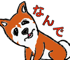 Shiba inu MOMO chan the third  as well! sticker #6679560