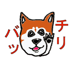 Shiba inu MOMO chan the third  as well! sticker #6679561