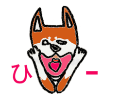 Shiba inu MOMO chan the third  as well! sticker #6679565