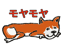 Shiba inu MOMO chan the third  as well! sticker #6679572