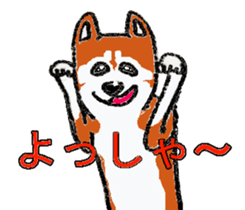 Shiba inu MOMO chan the third  as well! sticker #6679577