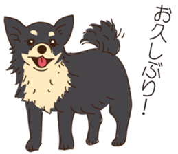 Everyday with Chihuahua sticker #6682680