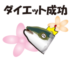 cultured yellowtail is on a diet sticker #6695410