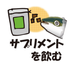 cultured yellowtail is on a diet sticker #6695432