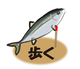 cultured yellowtail is on a diet sticker #6695440