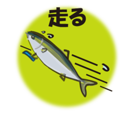 cultured yellowtail is on a diet sticker #6695442