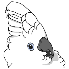 Umbrella cockatoo daily