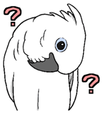 Umbrella cockatoo daily sticker #6696241