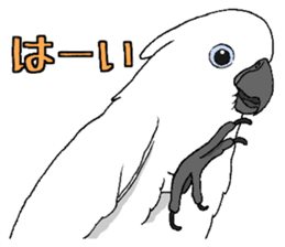 Umbrella cockatoo daily sticker #6696242