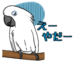 Umbrella cockatoo daily sticker #6696243