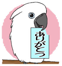 Umbrella cockatoo daily sticker #6696244