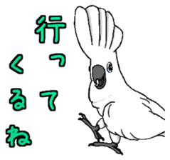 Umbrella cockatoo daily sticker #6696246