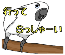 Umbrella cockatoo daily sticker #6696247