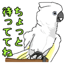 Umbrella cockatoo daily sticker #6696248