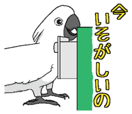 Umbrella cockatoo daily sticker #6696249