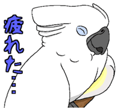 Umbrella cockatoo daily sticker #6696250