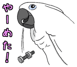 Umbrella cockatoo daily sticker #6696251