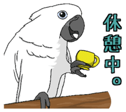 Umbrella cockatoo daily sticker #6696252