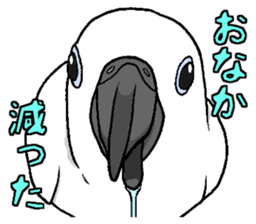 Umbrella cockatoo daily sticker #6696253