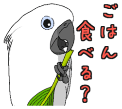 Umbrella cockatoo daily sticker #6696254