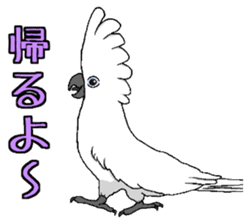 Umbrella cockatoo daily sticker #6696255