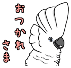 Umbrella cockatoo daily sticker #6696256