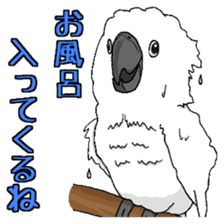Umbrella cockatoo daily sticker #6696257