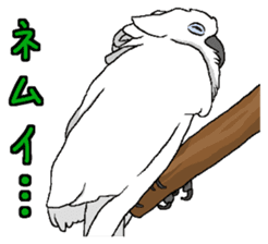 Umbrella cockatoo daily sticker #6696258