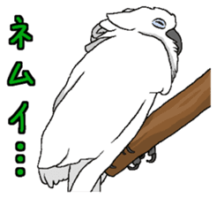 Umbrella cockatoo daily sticker #6696258