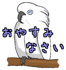 Umbrella cockatoo daily sticker #6696259