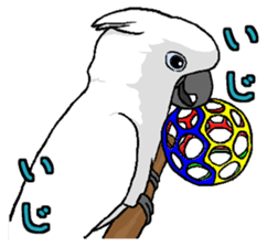 Umbrella cockatoo daily sticker #6696261