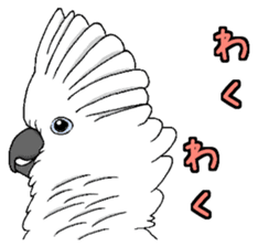Umbrella cockatoo daily sticker #6696262