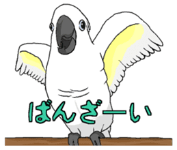 Umbrella cockatoo daily sticker #6696264