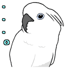 Umbrella cockatoo daily sticker #6696267