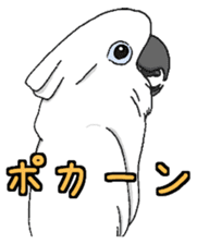 Umbrella cockatoo daily sticker #6696268