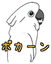 Umbrella cockatoo daily sticker #6696268