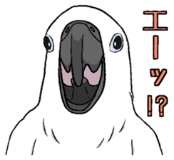 Umbrella cockatoo daily sticker #6696269
