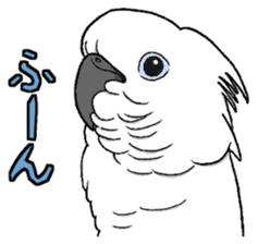 Umbrella cockatoo daily sticker #6696270