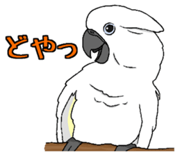 Umbrella cockatoo daily sticker #6696271