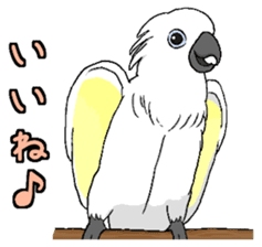 Umbrella cockatoo daily sticker #6696273