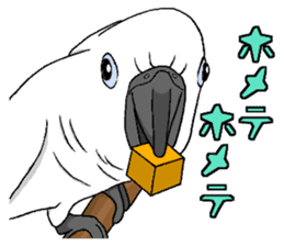 Umbrella cockatoo daily sticker #6696274